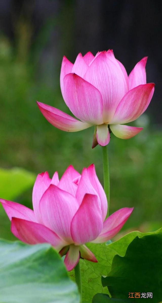 荷花暗示什么意思 荷花的含义