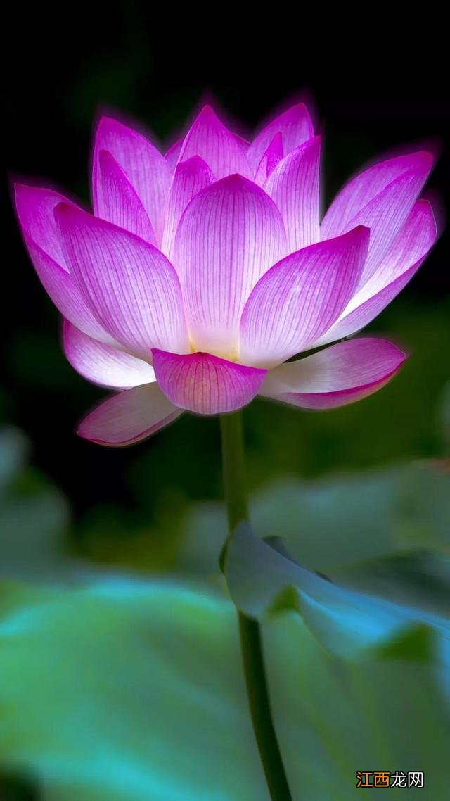 荷花暗示什么意思 荷花的含义