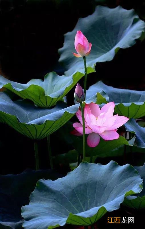 荷花暗示什么意思 荷花的含义