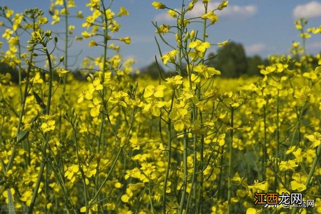 俄罗斯油菜籽价格多少钱一斤 油菜籽价格多少钱一斤