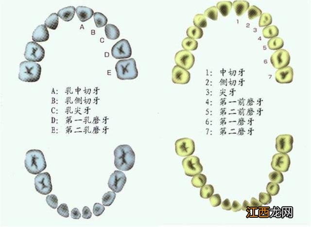 儿童换牙时间和顺序图