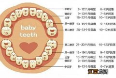 儿童换牙时间和顺序图