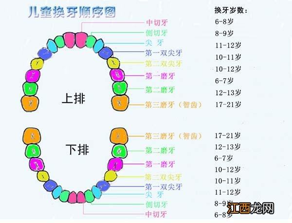 儿童换牙时间和顺序图