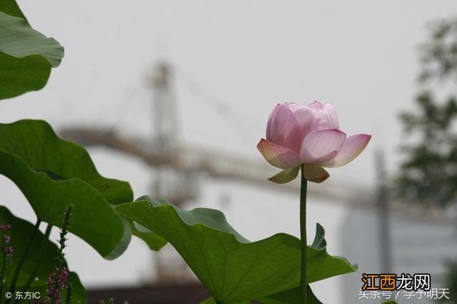 别董大拼音版古诗