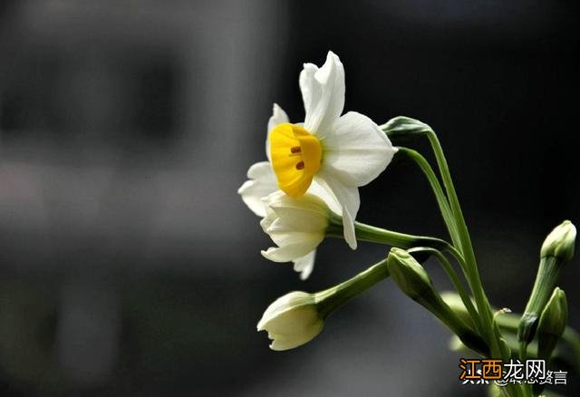 描写水仙花的古诗 水仙花诗句