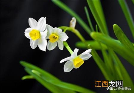 描写水仙花的古诗 水仙花诗句