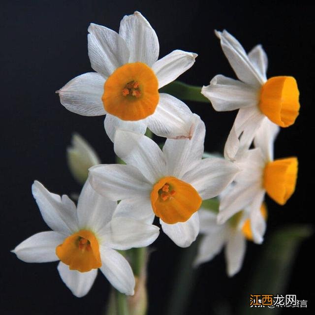 描写水仙花的古诗 水仙花诗句