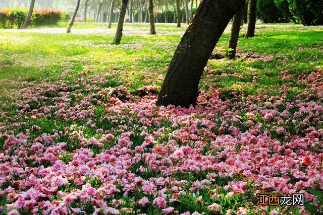 望驿台白居易思想感情 望驿台白居易