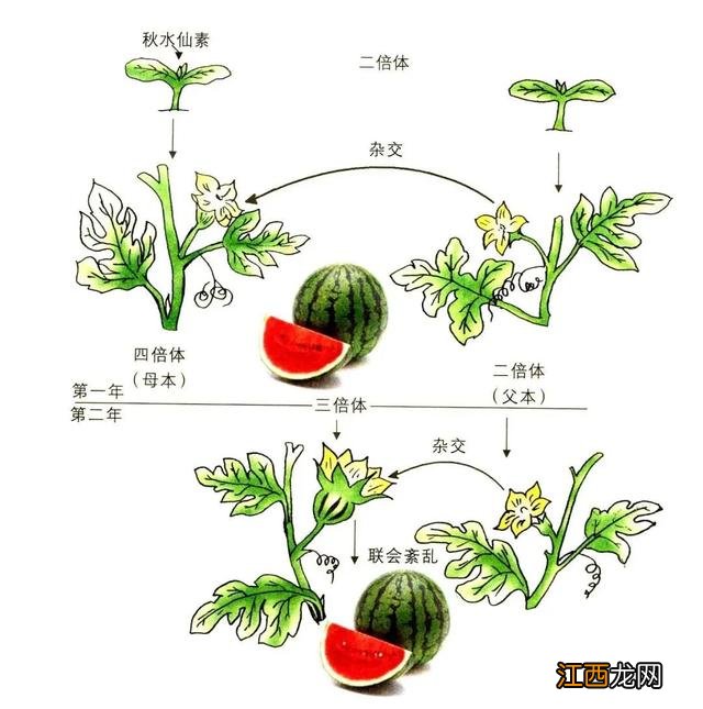 迷你西瓜是什么水果 西瓜是水果吗