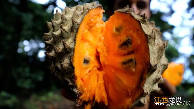 刺果番荔枝 刺番荔枝