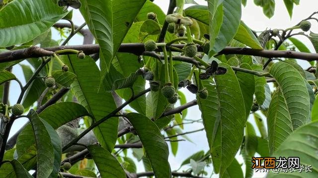 刺果番荔枝 刺番荔枝