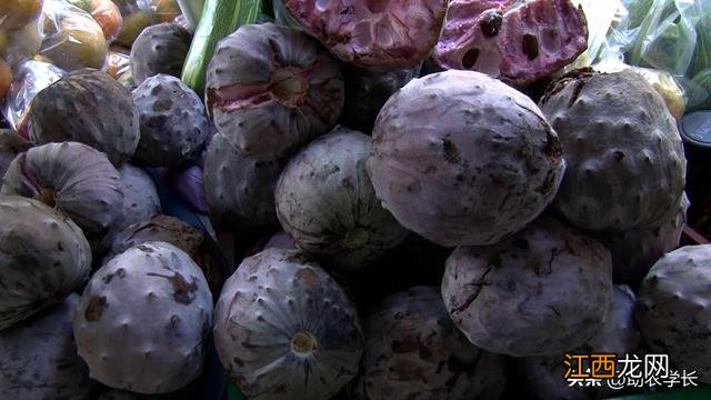 刺果番荔枝 刺番荔枝