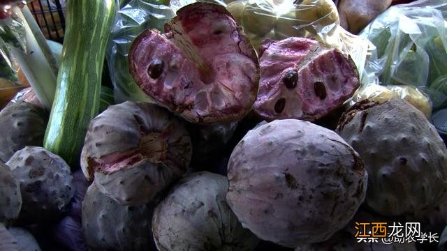 刺果番荔枝 刺番荔枝