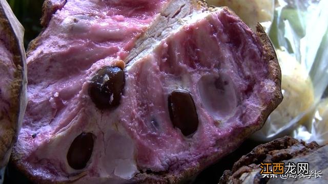 刺果番荔枝 刺番荔枝