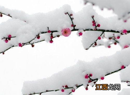 山中雪后古诗郑燮 山中雪后