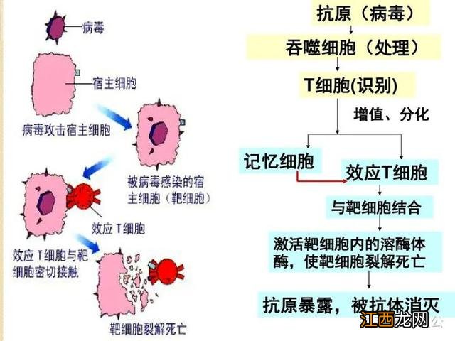 跖疣有啥影响 跖疣的危害有哪些