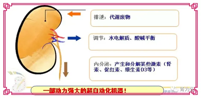 正常的肾脏图片 肾脏图片