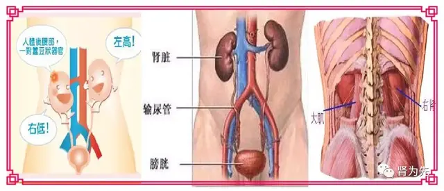 正常的肾脏图片 肾脏图片