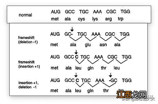万豪snp是什么意思 snp是什么意思