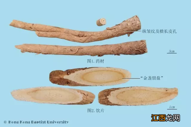 野生人参用量 人参用量