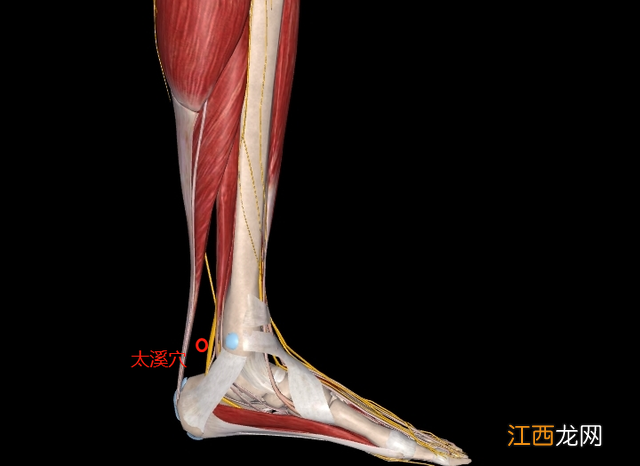 昆仑的位置与作用和功效 太溪位置图和作用的准确