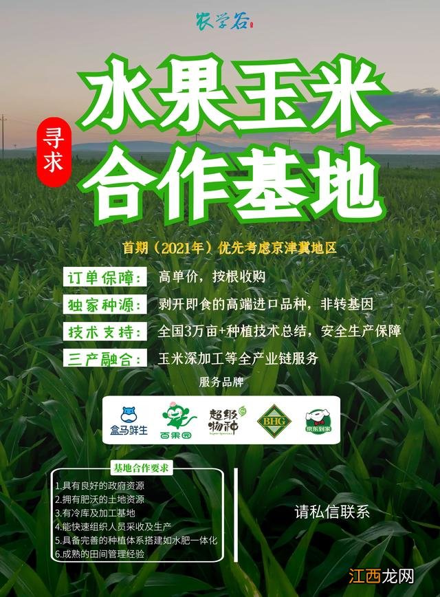 水果玉米可以直接生吃吗 水果玉米可以生吃吗