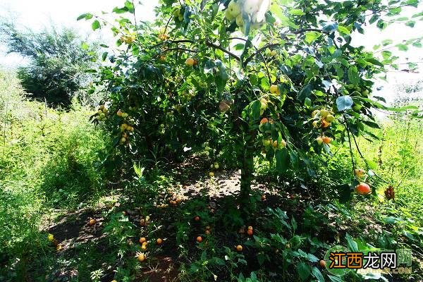 沙果是什么水果吃多了好不好 沙果是什么水果