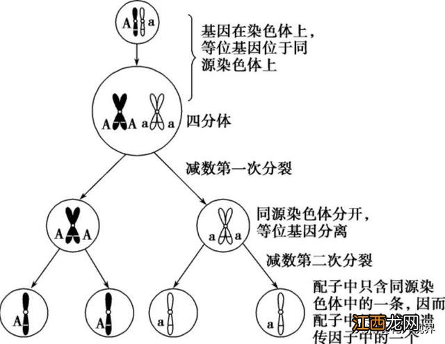 受精蛋的鉴别方法 视频 受精蛋的鉴别方法