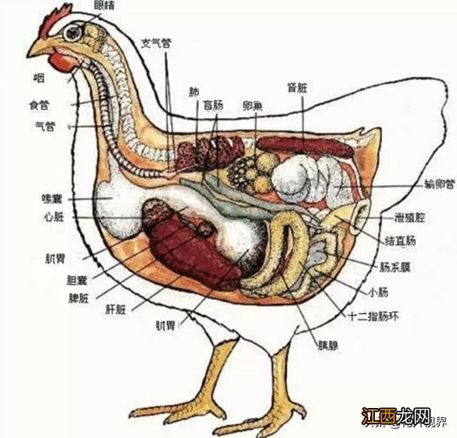 受精蛋的鉴别方法 视频 受精蛋的鉴别方法