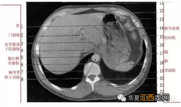 心脏在人体什么位置 心脏示意图