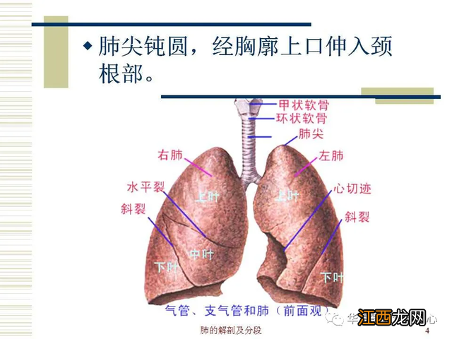 心脏在人体什么位置 心脏示意图