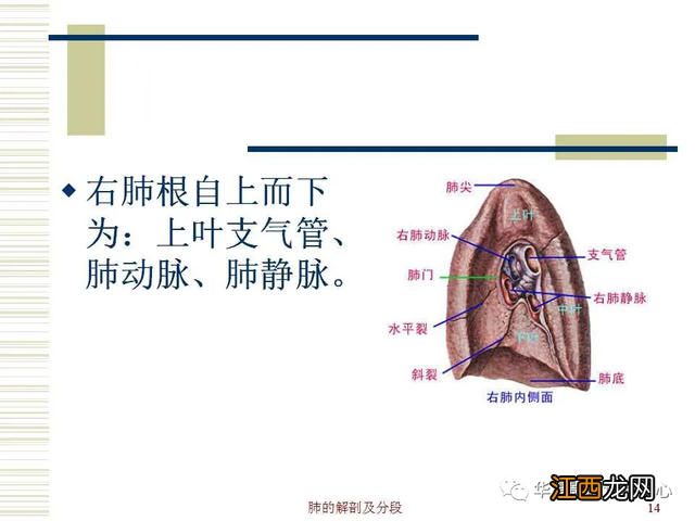 心脏在人体什么位置 心脏示意图