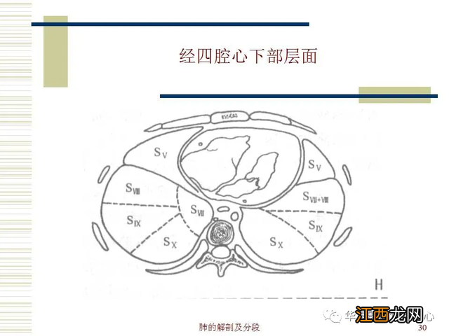 心脏在人体什么位置 心脏示意图