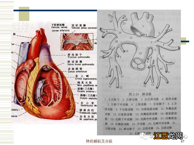 心脏在人体什么位置 心脏示意图