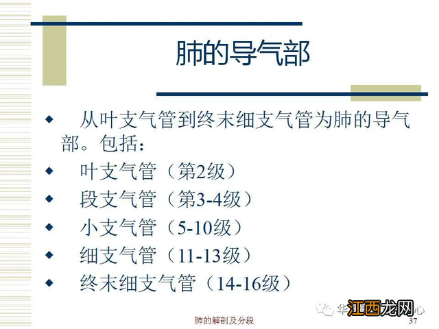 心脏在人体什么位置 心脏示意图