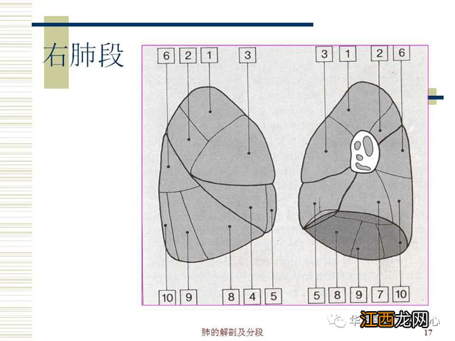 心脏在人体什么位置 心脏示意图