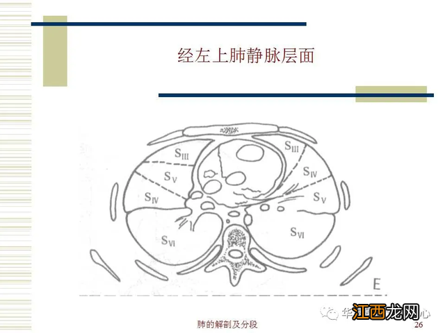 心脏在人体什么位置 心脏示意图