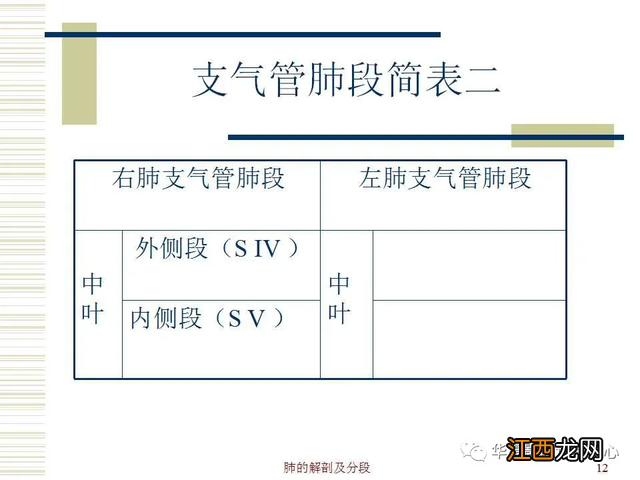 心脏在人体什么位置 心脏示意图