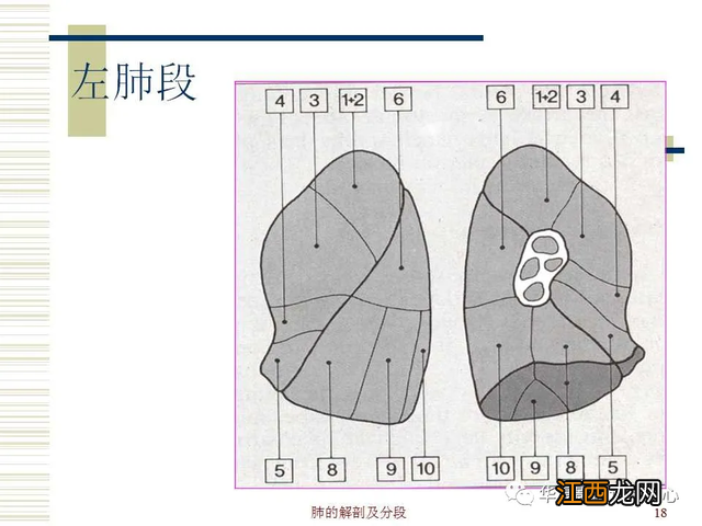 心脏在人体什么位置 心脏示意图