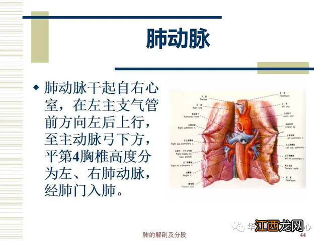 心脏在人体什么位置 心脏示意图