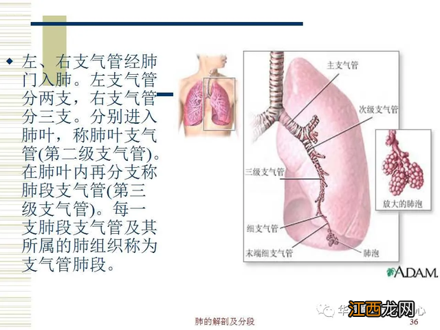 心脏在人体什么位置 心脏示意图