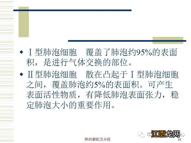 心脏在人体什么位置 心脏示意图