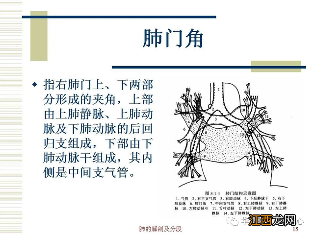 心脏在人体什么位置 心脏示意图