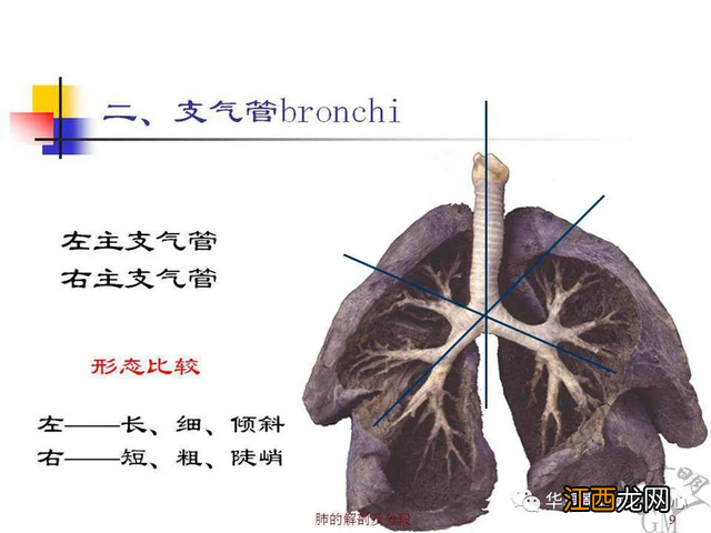 心脏在人体什么位置 心脏示意图