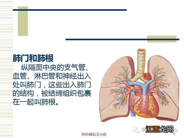 心脏在人体什么位置 心脏示意图