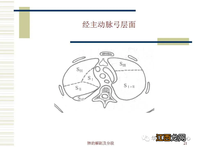 心脏在人体什么位置 心脏示意图