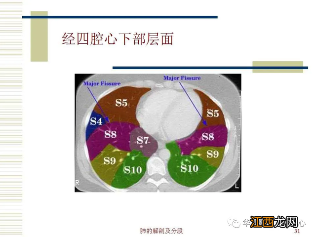 心脏在人体什么位置 心脏示意图