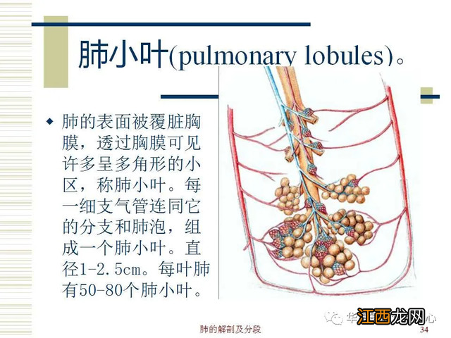 心脏在人体什么位置 心脏示意图