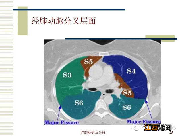 心脏在人体什么位置 心脏示意图