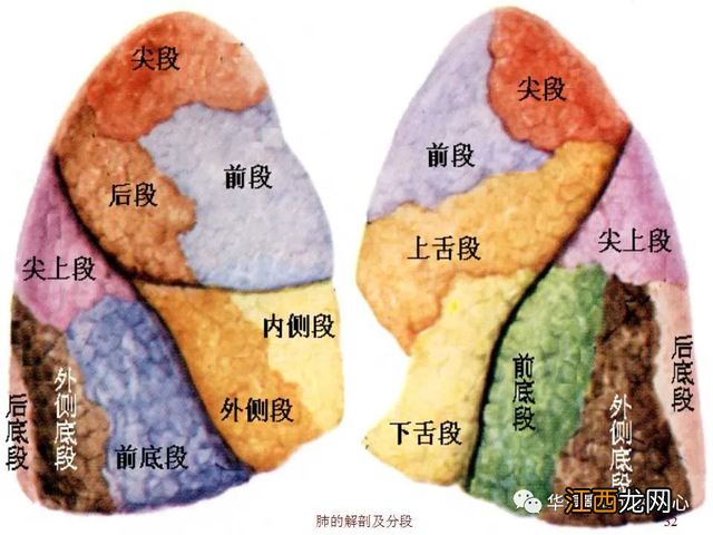 心脏在人体什么位置 心脏示意图